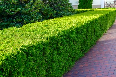 Trimmed Hedge