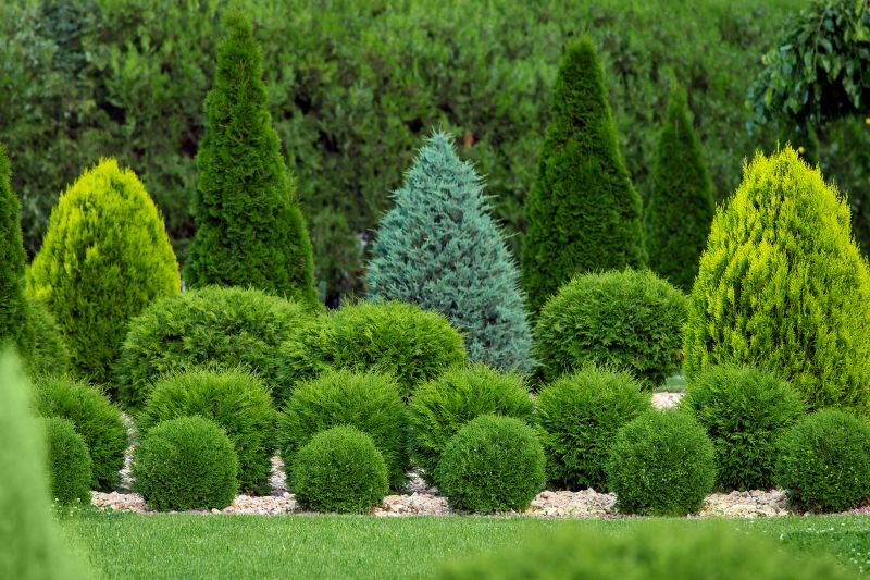 Healthy, Well-Maintained Shrubs
