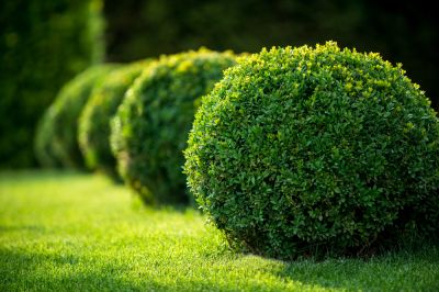 Promote Healthy Growth!