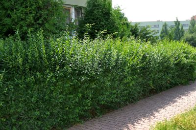 Remove Dead, Diseased, or Overgrown Branches!